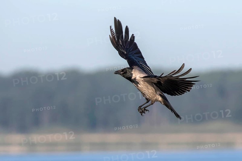 Hooded Crow (Corvus cornix) flying, Mecklenburg-Western Pomerania, Germany