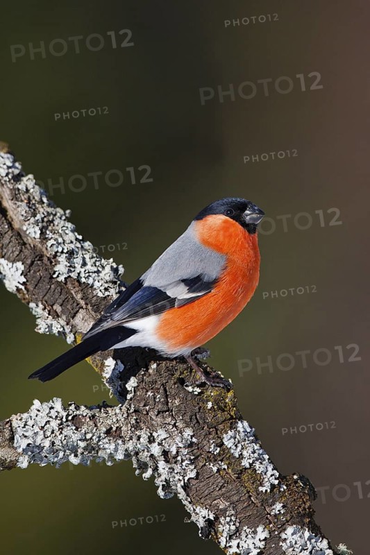 Eurasian Bullfinch (Pyrrhula pyrrhula) male, Carinthia, Austria