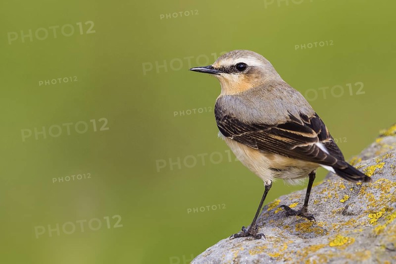 Northern Wheatear. Steinschmätzer, Chasco-cinzento, Oenanthe oenanthe, Collalba Gris, Culbianco olartico, Traquet motteux