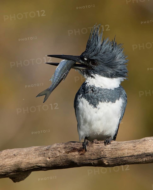 Belted Kingfisher (Megaceryle alcyon) male with fish in its beak, Florida, USA