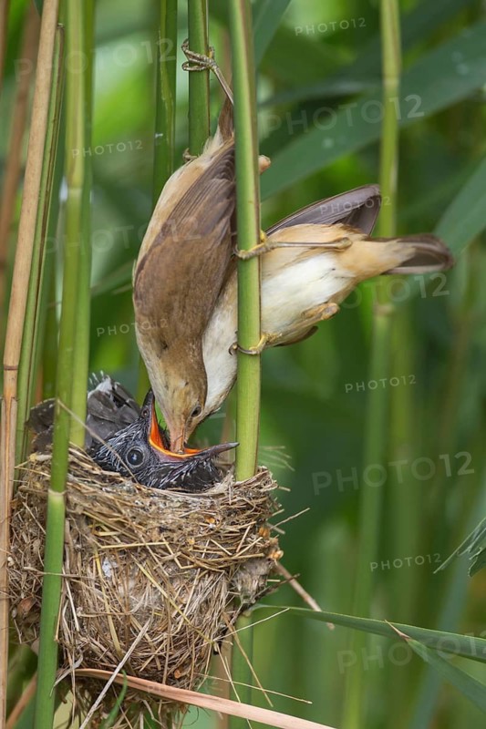 Common Cuckoo & Eurasian Reed Warbler (Cuculus canorus & Acrocephalus scirpaceus) Eurasian Reed Warbler pair feeding juvenile Common Cuckoo in nest, Saxony-Anhalt, Germany