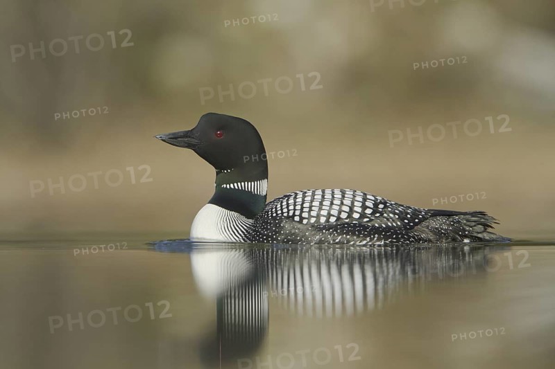 Great Northern Loon (Gavia immer), British Columbia, Canada