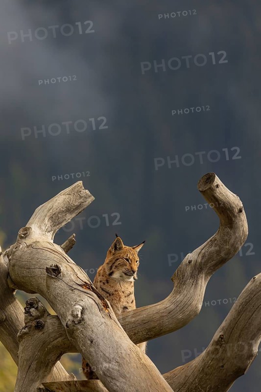 One Eurasian lynx, (Lynx lynx), standing high up on a dead tree. Frontal view with mountains and green vegetation and fog in the background