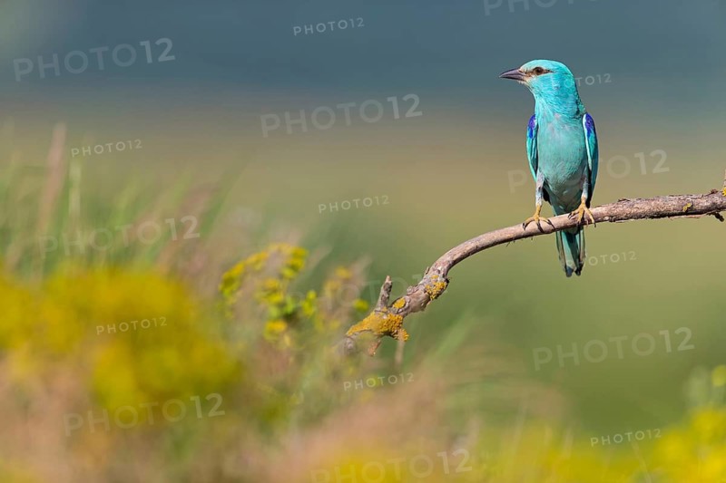 Roller, Almond Crow, (Coracias garrulus), animals, birds, raptors, raptor family, perch, biotope, habitat, Muselievo, Muselievo, Pleven, Bulgaria