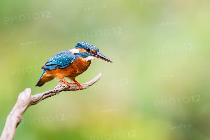 Common kingfisher (Alcedo atthis) sitting on an old wooden branch in late summer, wildife, Bavaria, Germany