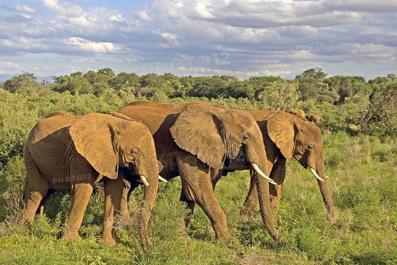 African elephant (Loxodonta africana) trio with three males, Samburu National Reserve, Kenya