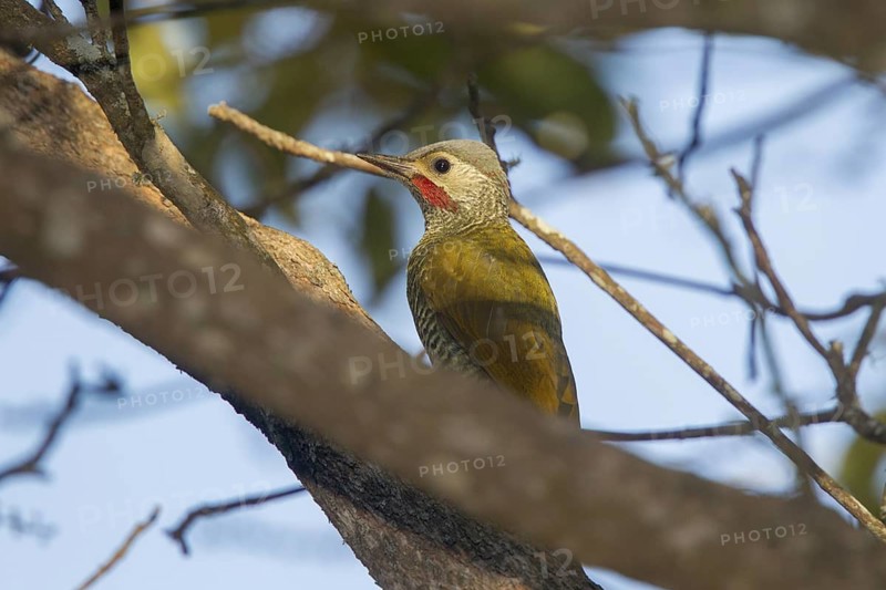 Gray-crowned Woodpecker Colaptes auricularis Tepic, Nayarit, Mexico 6 June Adult Male Picidae