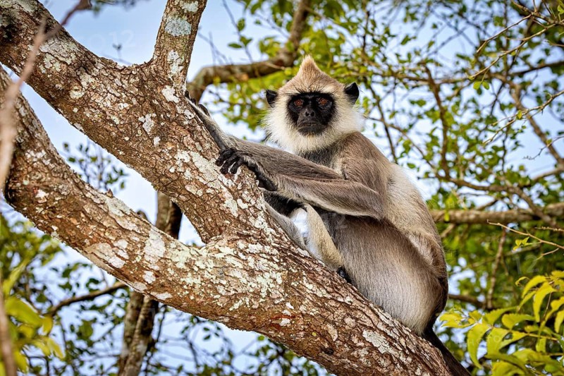 A langur perches on a branch and attentively observes its surroundings, Hanuman langur near Sigiriya in Sri Lanka (Semnopithecus priam thersites)