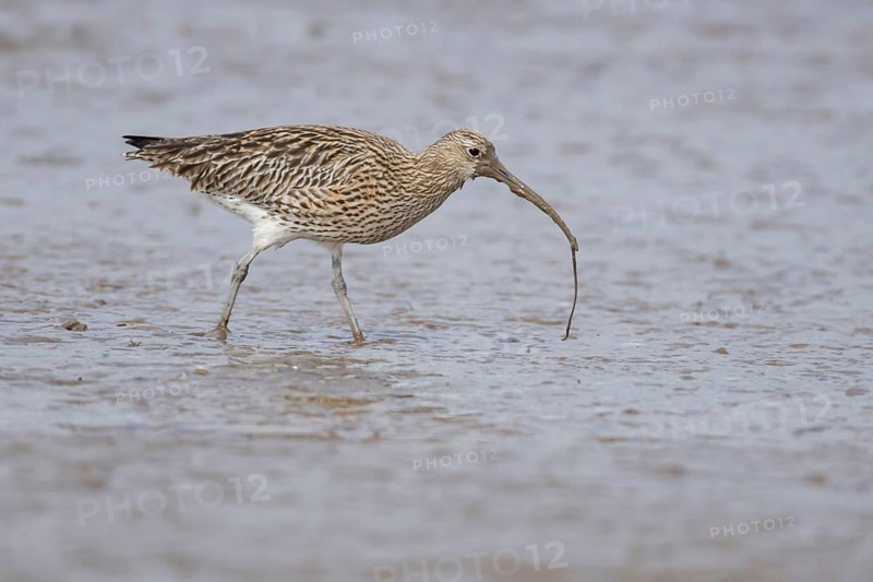 Eurasian curlew (Numenius arquata) adult wading bird carrying a lugworm in its beak on a mudflat, Norfolk, England, United Kingdom