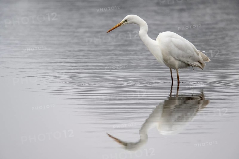 Great White Egret (Ardea alba), Emsland, Lower Saxony, Germany