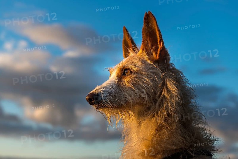 Podengo male dog looking into the sunrise, Henne Strand, Syddanmark, Denmark