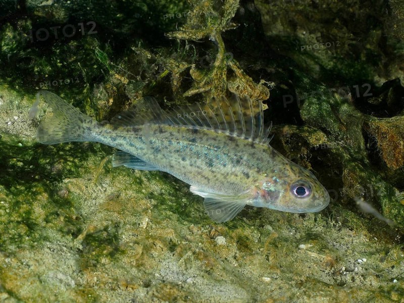 A grey ruffe (Gymnocephalus cernua) swims in an underwater area covered with algae. Dive site Großer Parkplatz, Herrliberg, Lake Zurich, Canton Zurich, Switzerland