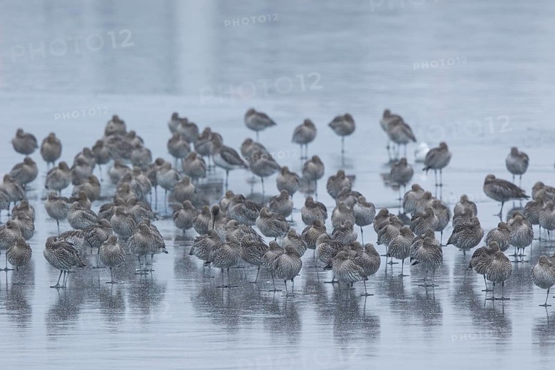 Eurasian Curlew (Numenius arquata) flock resting, Netherlands