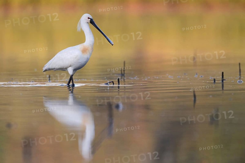 Eurasian Spoonbill (Platalea leucorodia) foraging, Saxony, Germany