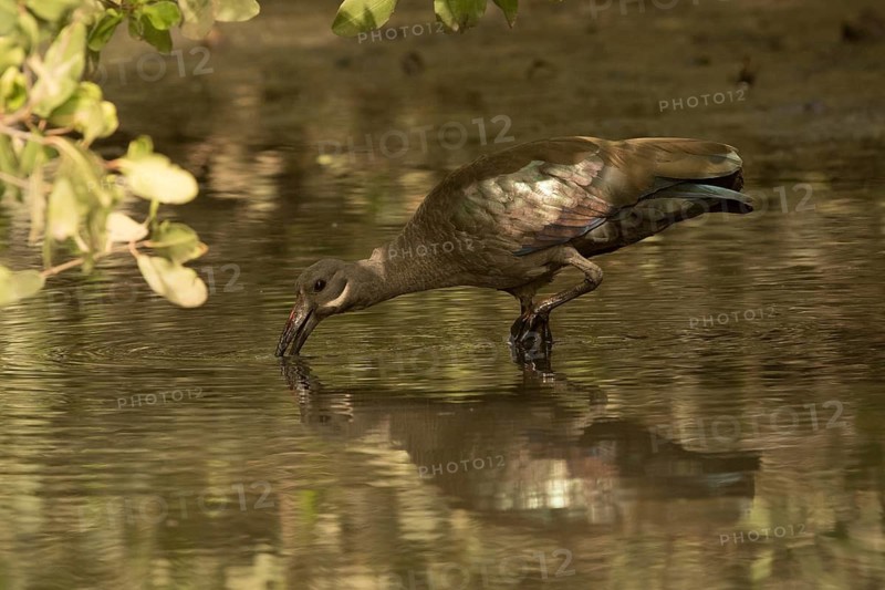 Hadada Ibis (Bostrychia hagedash) foraging, Gambia