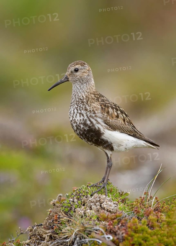 Dunlin (Calidris alpina) in field, Iceland