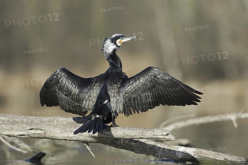 Great Cormorant (Phalacrocorax carbo), Saxony, Germany