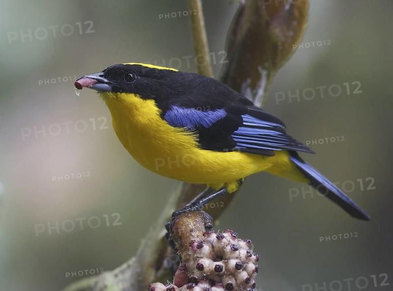 Blue-winged Mountain Tanager (Anisognathus somptuosus), Pichincha, Ecuador
