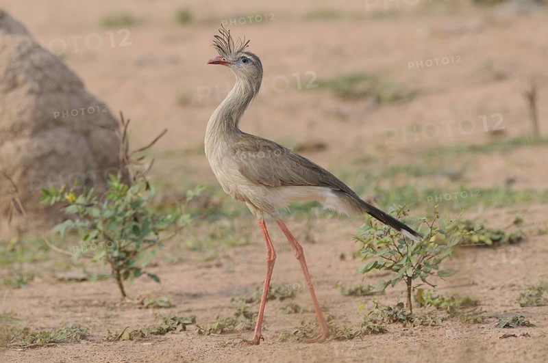 Red-legged Seriema (Cariama cristata), Pantanal, Brazil