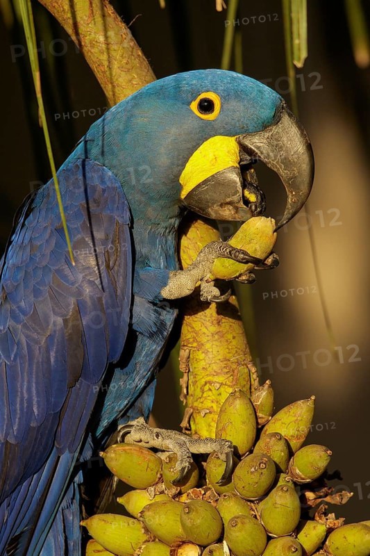 Hyacinth Macaw (Anodorhynchus hyacinthinus) in the Pantanal region of Brazil
