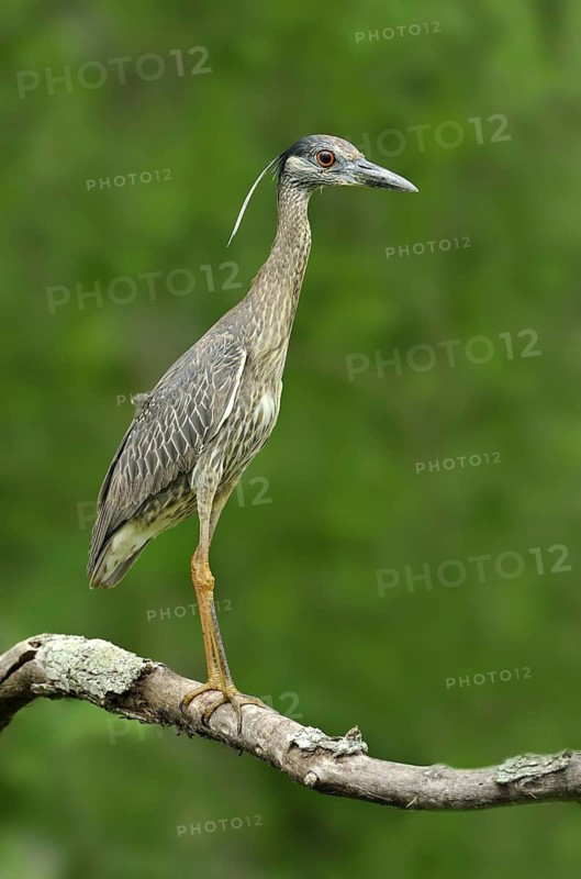 Yellow-crowned Night Heron (Nyctanassa violacea), Texas, USA