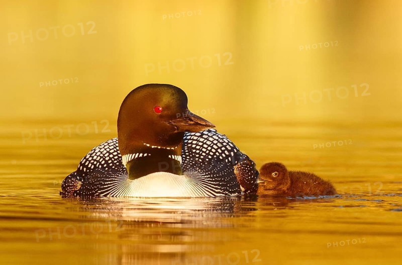 Great Northern Loon (Gavia immer) with chick, British Columbia, Canada