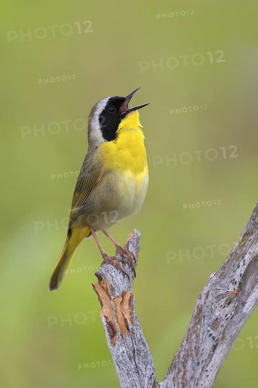 Common Yellowthroat (Geothlypis trichas) singing, Texas, USA