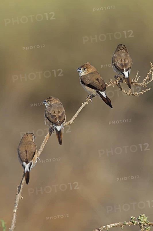 Indian Silverbill (Euodice malabarica), Oman