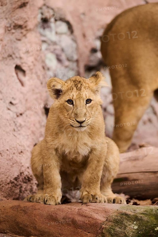 Asiatic lion (Panthera leo persica) sitting on the ground, captive
