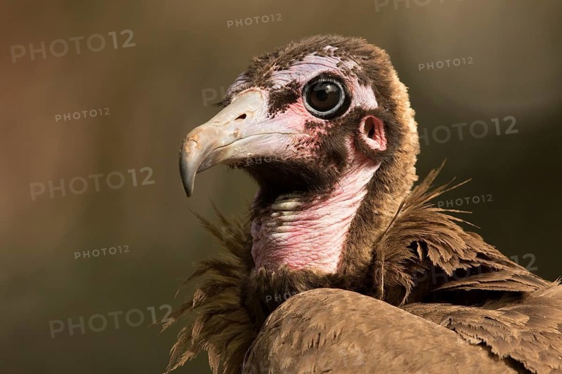 Hooded Vulture (Necrosyrtes monachus) juvenile, Gambia