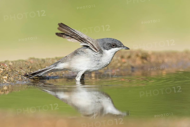 Lesser Whitethroat (Sylvia curruca) bathing, Eilat, Israel