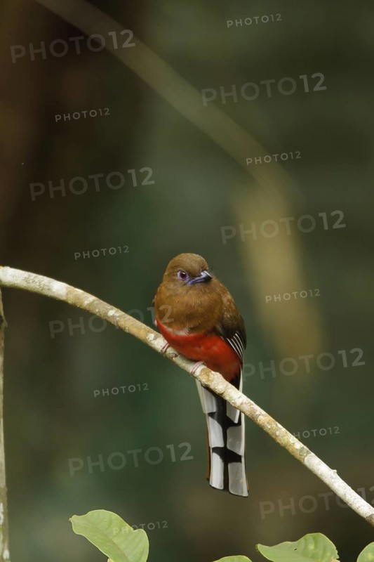 Red-headed Trogon (Harpactes erythrocephalus) female, Fraser's Hill, Malaysia