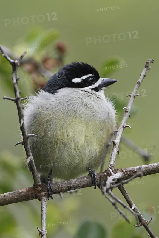 Yellow-rumped Tinkerbird (Pogoniulus bilineatus), Nyeri County, Kenya