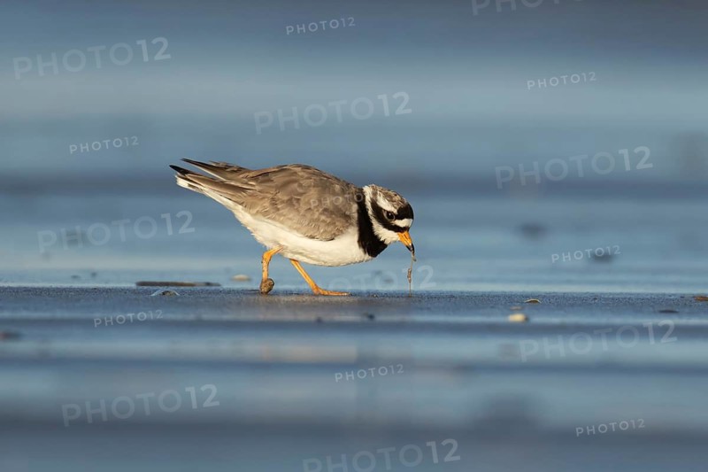 Ringed plover (Charadrius hiaticula) adult wading bird pulling a worm from a beach in spring, Norfolk, England, United Kingdom