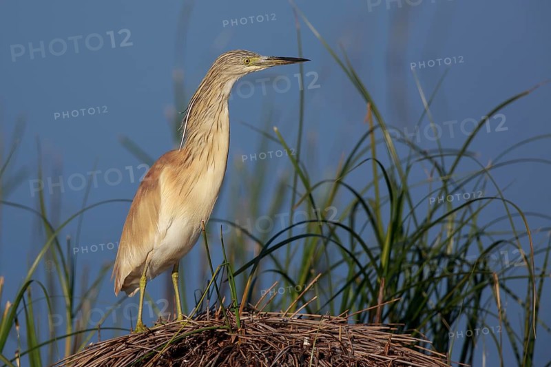 Squacco Heron (Ardeola ralloides), Greece