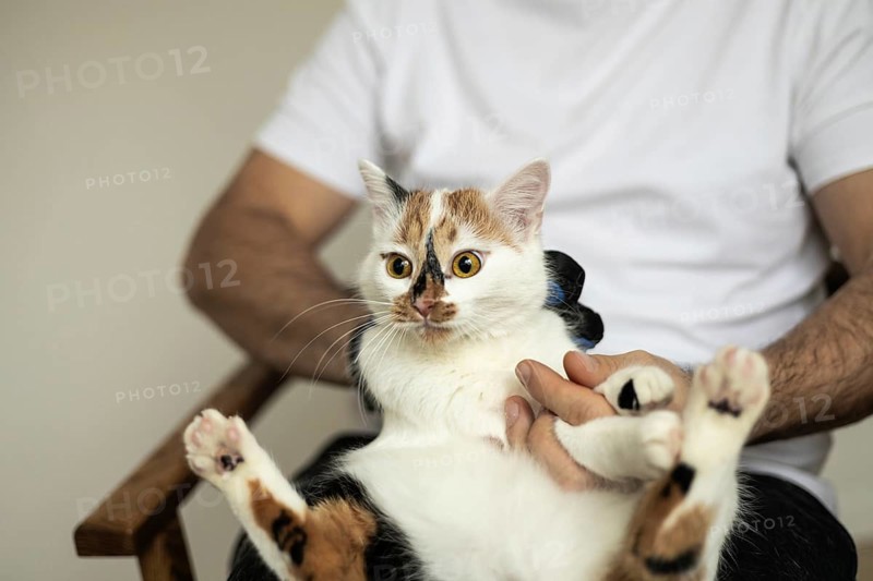 A cat sits comfortably on a person's lap while being gently groomed. The feline looks calm and relaxed, highlighting the care and bonding involved in pet grooming