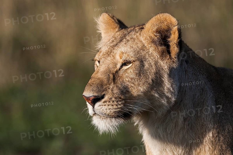 Portrait of a lioness (Panthera leo), South Africa