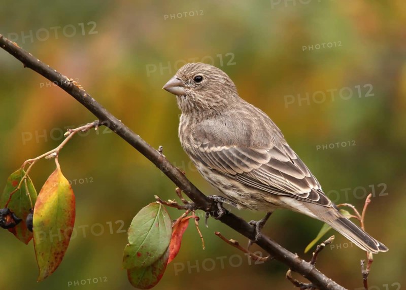House Finch, Carpodacus mexicanus, female bird perched in Saskatoon, Saskatchewan