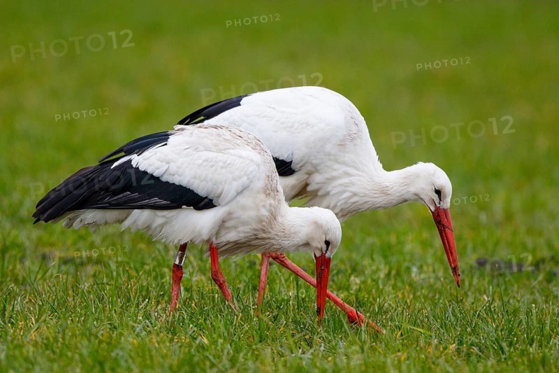 White Stork (Ciconia ciconia) pair foraging, North Rhine-Westphalia, Germany