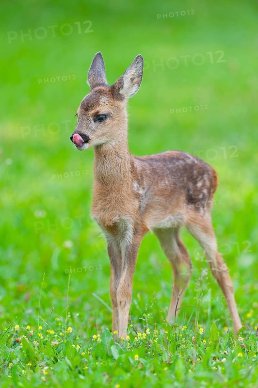Roe deer (Capreolus capreolus), fawn standing in a meadow, tongue visible, Germany