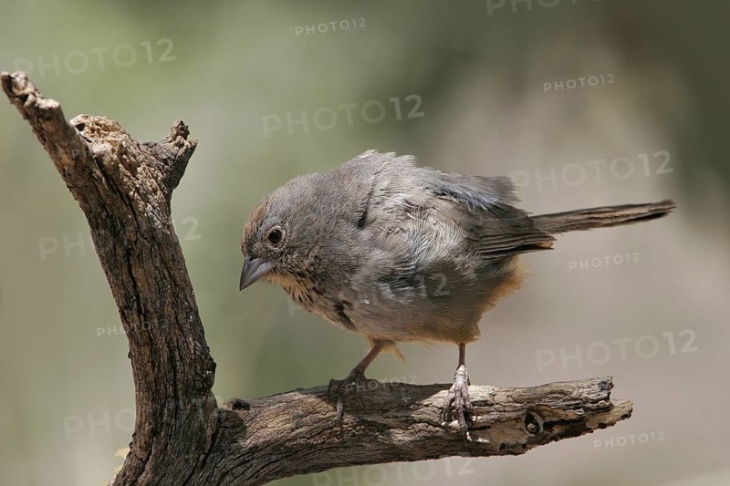 Canyon Towhee (Melozone fusca), Arizona, USA