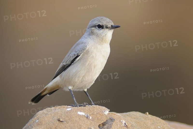 Kurdish Wheatear (Oenanthe xanthoprymna), India
