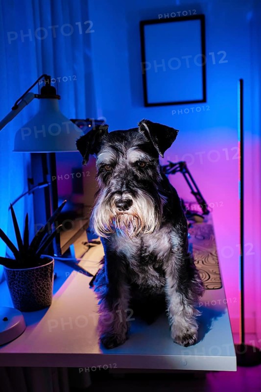 A schnauzer dog sits on a desk surrounded by neon lights in a modern bedroom. The scene is illuminated with vibrant blue and pink hues, creating a stylish atmosphere