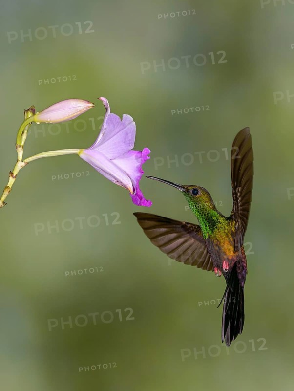Male Bronze-tailed-Plumeleteer (Chalybura urochrysia) - at the Nature Pavilion in La Virgen, Costa Rica