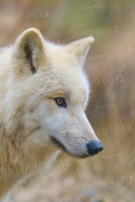 Attentive wolf with light-coloured fur, frontal view in natural environment, Arctic wolf (Canis lupus arctos), Germany
