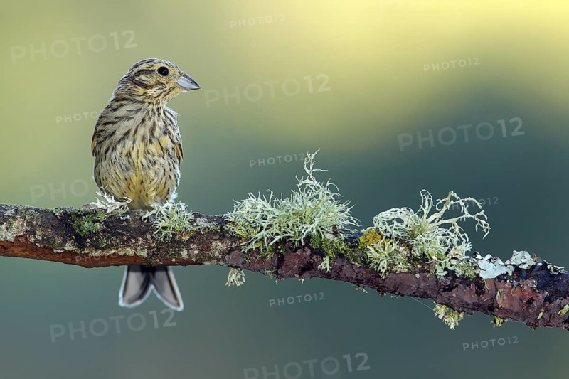 Cirl Bunting (Emberiza cirlus) juvenile perched on a branch, Andalusia, Spain