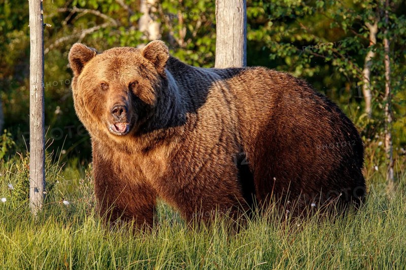 Brown Bear (Ursus arctos), on forest, Kainuu, Finland