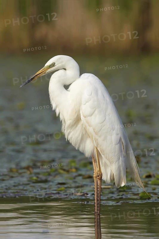 Great Egret (Ardea alba), Hortobagy, Hungary