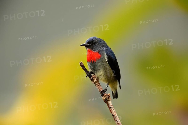 Black-sided Flowerpecker (Dicaeum monticolum) male perched on a branch, Sabah, Malaysia