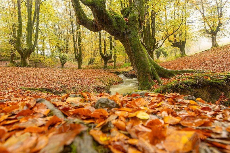 A serene autumn landscape in Gorbea Natural Park, Basque Country, Spain, featuring vibrant foliage and a tranquil stream flowing through moss covered trees, creating a picturesque scene